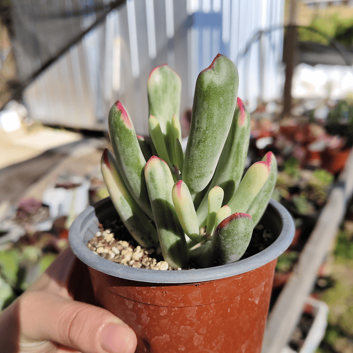 Cotyledon Orbiculata Flanaganii Variegada  1
