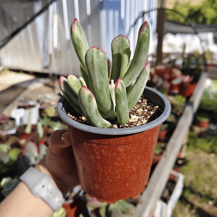 Cotyledon Orbiculata Flanaganii Variegada  4