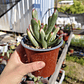 Cotyledon Orbiculata Flanaganii Variegada  - Miniatura 5