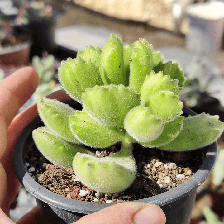 Cotyledon Tomentosa Lemon  (Garrita de oso) 2