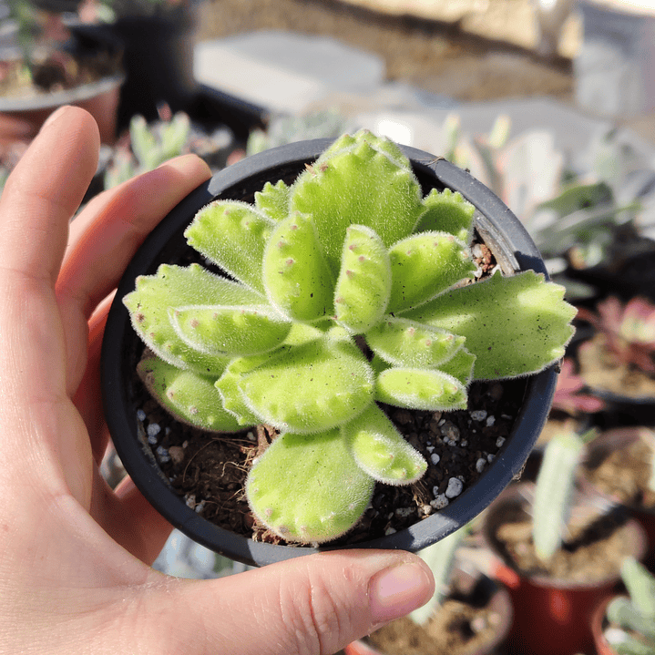 Cotyledon Tomentosa Lemon  (Garrita de oso) 3