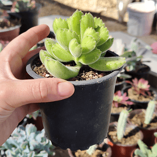 Cotyledon Tomentosa Lemon  (Garrita de oso)