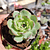 Echeveria Esther