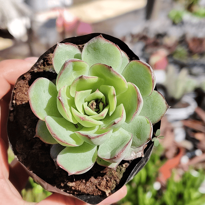 Echeveria Esther 1