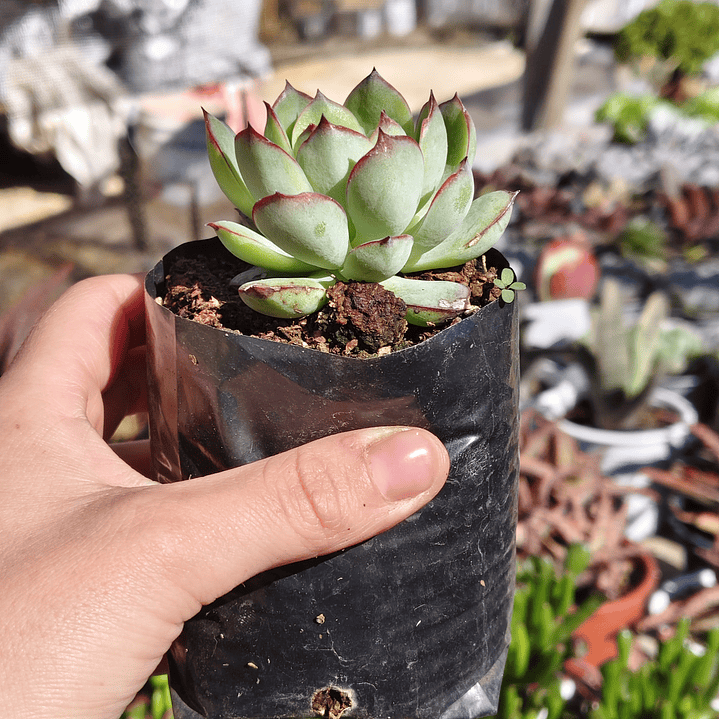 Echeveria Esther 4