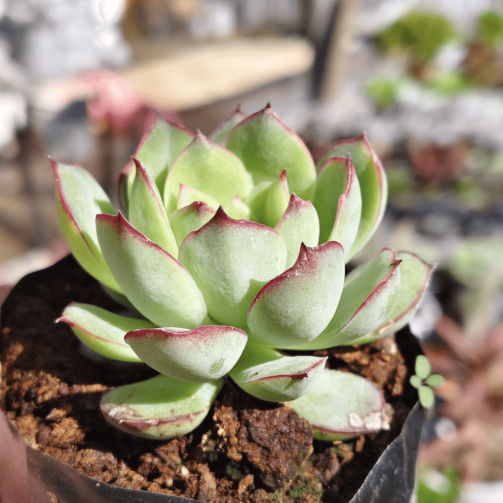 Echeveria Esther 2