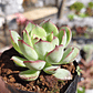 Echeveria Esther - Miniatura 2