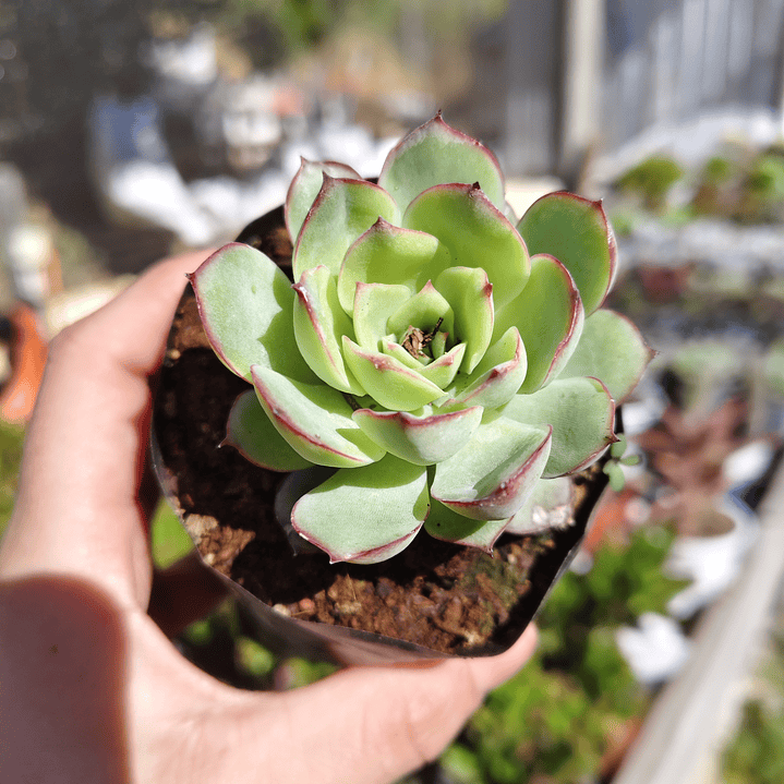 Echeveria Esther 3