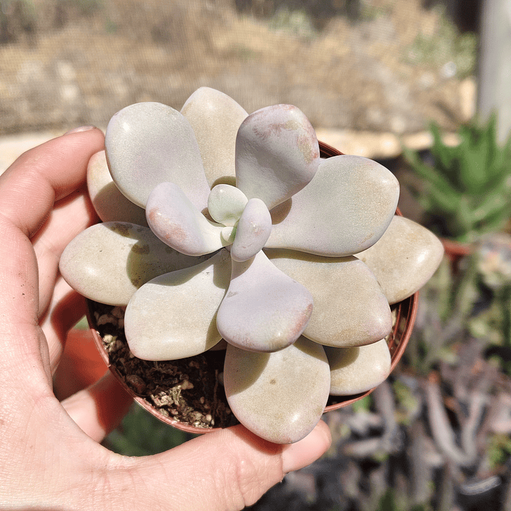 Graptopetalum amethystinum 2