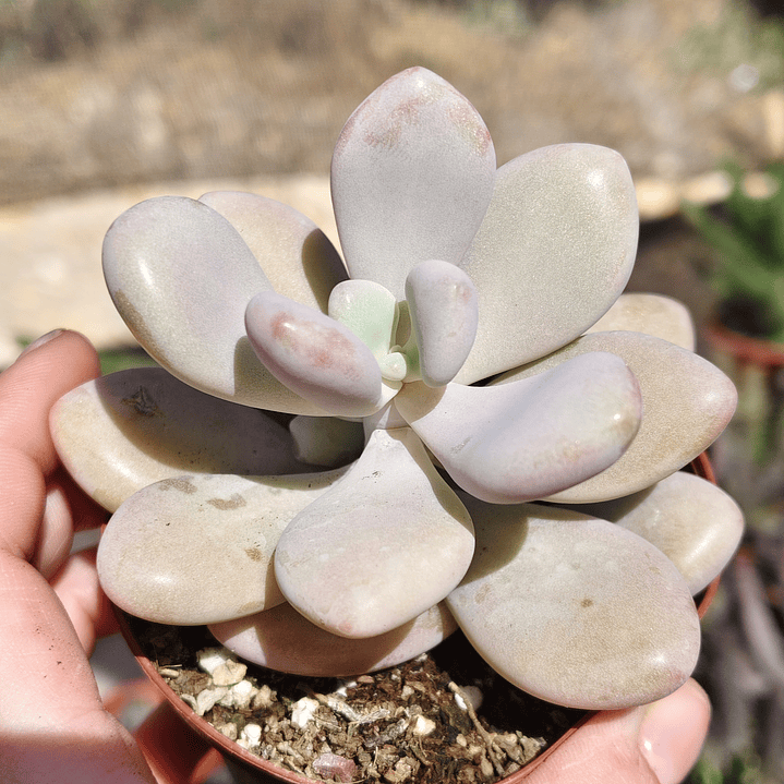 Graptopetalum amethystinum 1