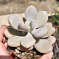 Graptopetalum amethystinum - Miniatura 1