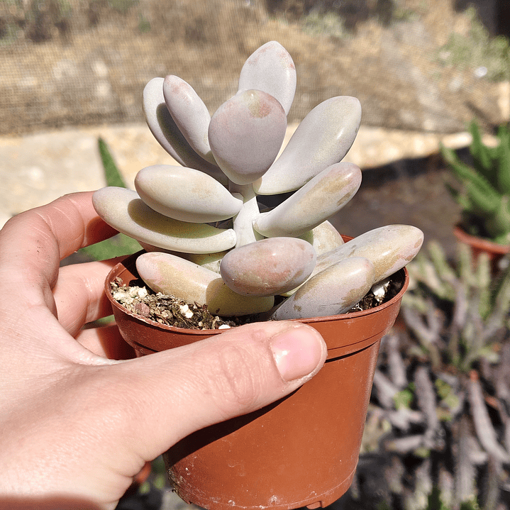 Graptopetalum amethystinum 3