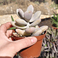 Graptopetalum amethystinum - Miniatura 3
