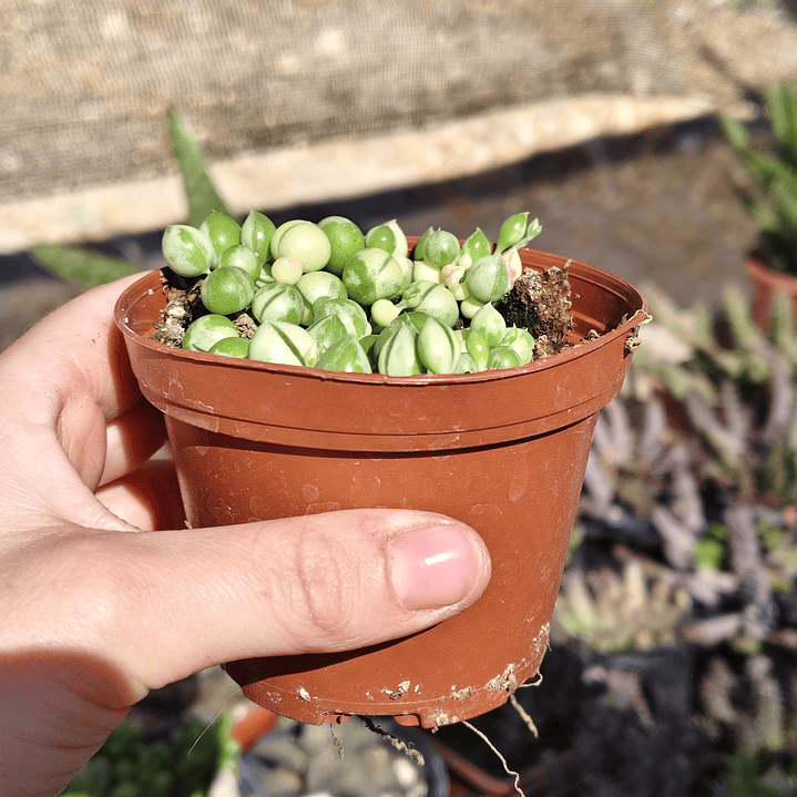 Senecio Rowleyanus Variegado 