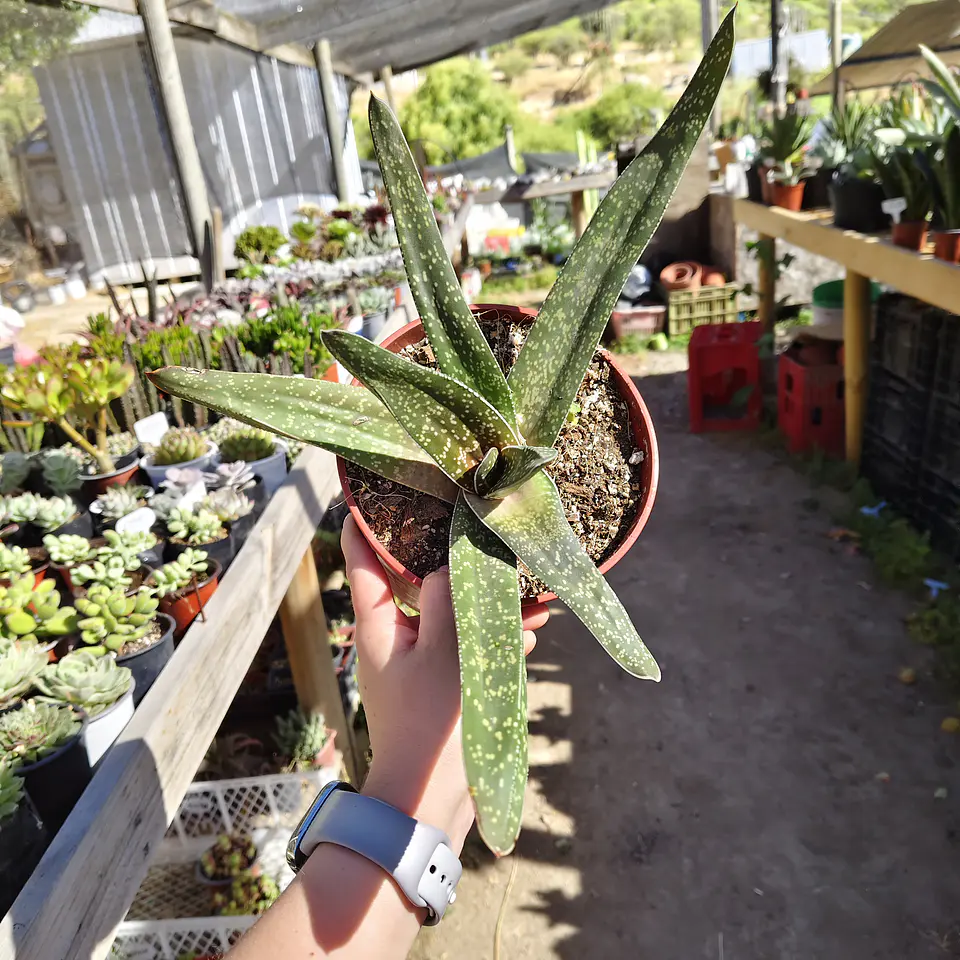 Gasteria Carinata 3