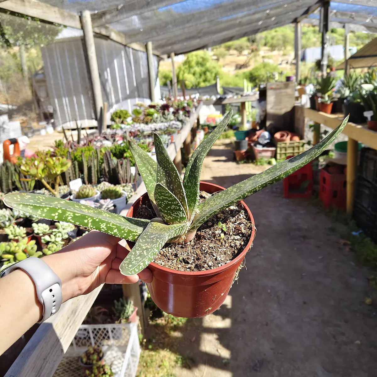 Gasteria Carinata
