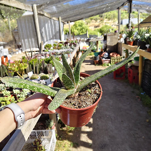 Gasteria Carinata