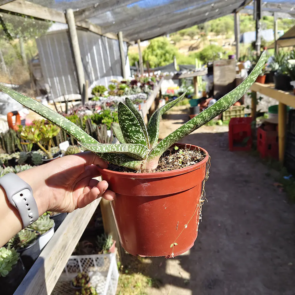 Gasteria Carinata 2