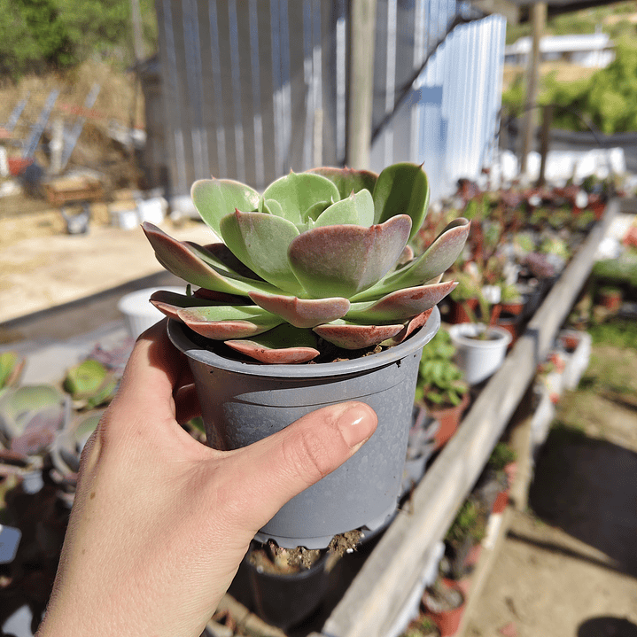 Echeveria Secunda  Glauca 3
