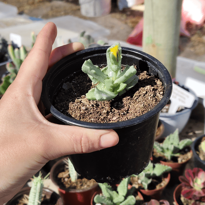 Stomatium suaveolens 2