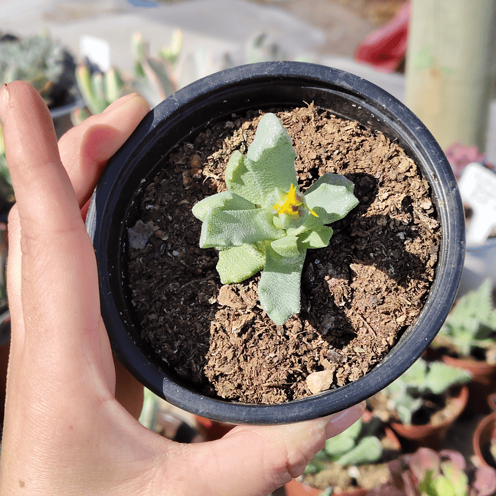 Stomatium suaveolens 3