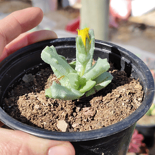 Stomatium suaveolens