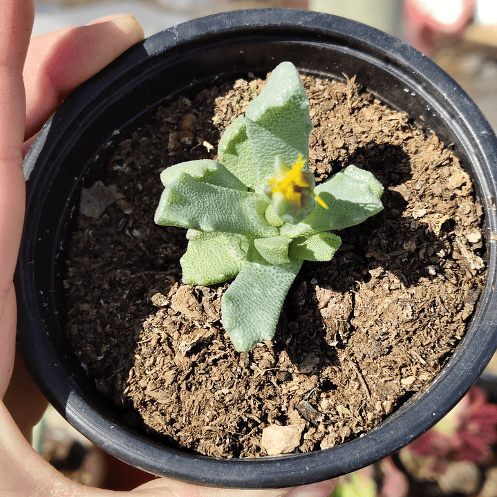 Stomatium suaveolens 4