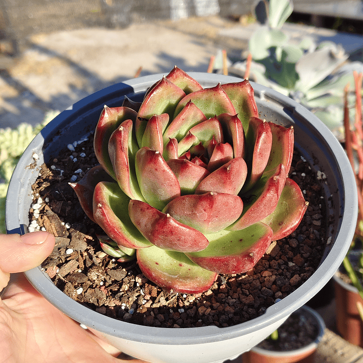Echeveria Scarlet 2