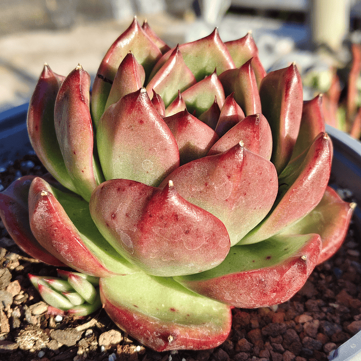 Echeveria Scarlet 1
