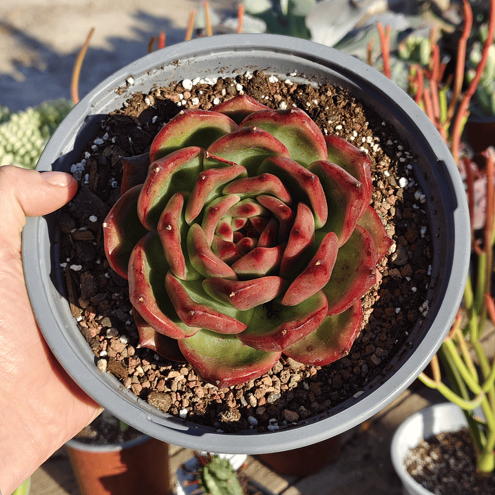 Echeveria Scarlet 4