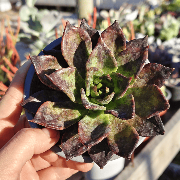 Echeveria Black Prince  2