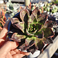 Echeveria Black Prince  - Miniatura 2