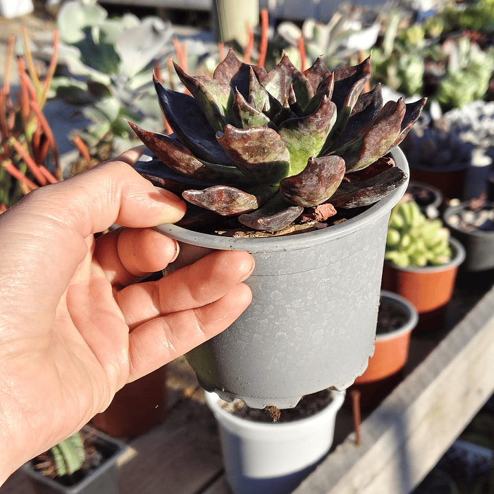 Echeveria Black Prince  3