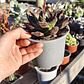 Echeveria Black Prince  - Miniatura 3