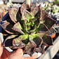Echeveria Black Prince  - Miniatura 1