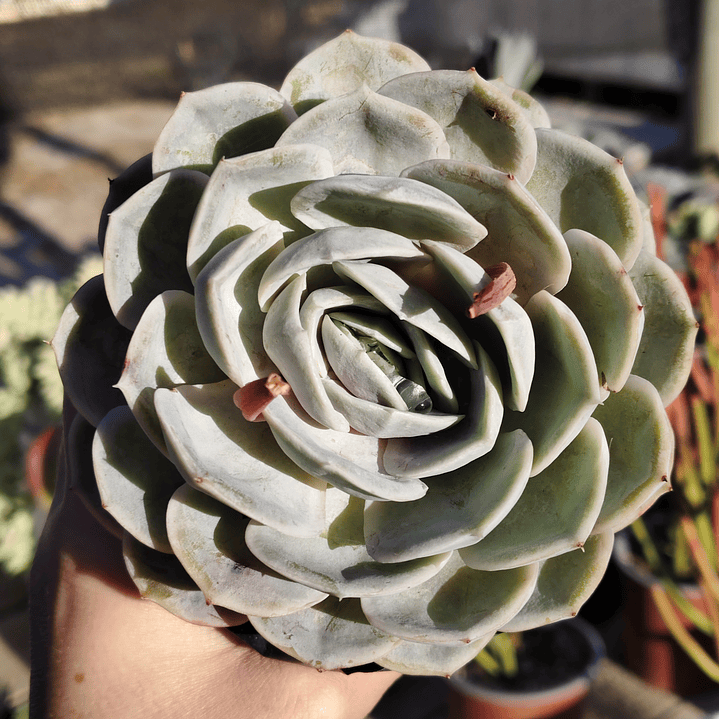 Echeveria Blue Surprice 5