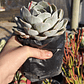 Echeveria Blue Surprice - Miniatura 6