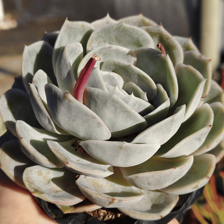 Echeveria Blue Surprice 7