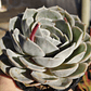 Echeveria Blue Surprice - Miniatura 7