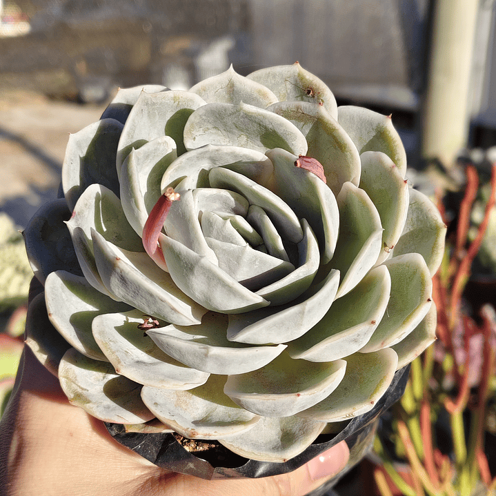 Echeveria Blue Surprice 8