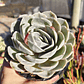 Echeveria Blue Surprice - Miniatura 8