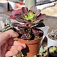 Aeonium Kilimanjaro - Miniatura 2
