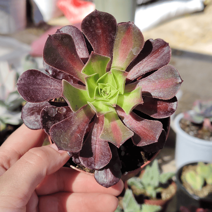 Aeonium Kilimanjaro 1