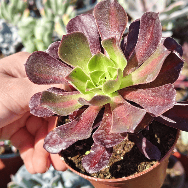 Aeonium Kilimanjaro 3