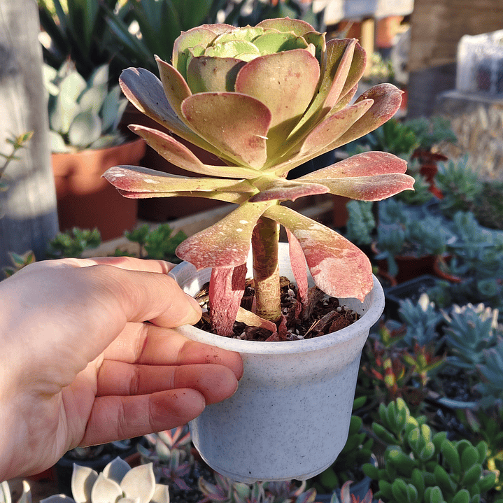 Aeonium Blushing Beauty 2