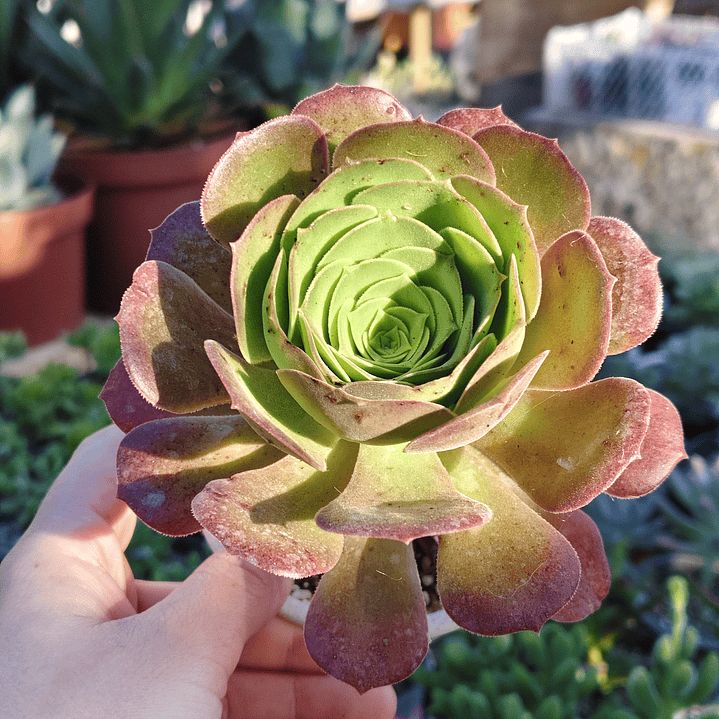 Aeonium Blushing Beauty 1