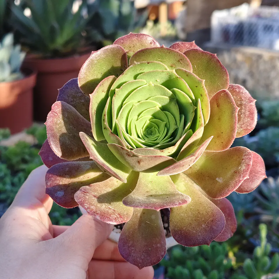 Aeonium Blushing Beauty 1