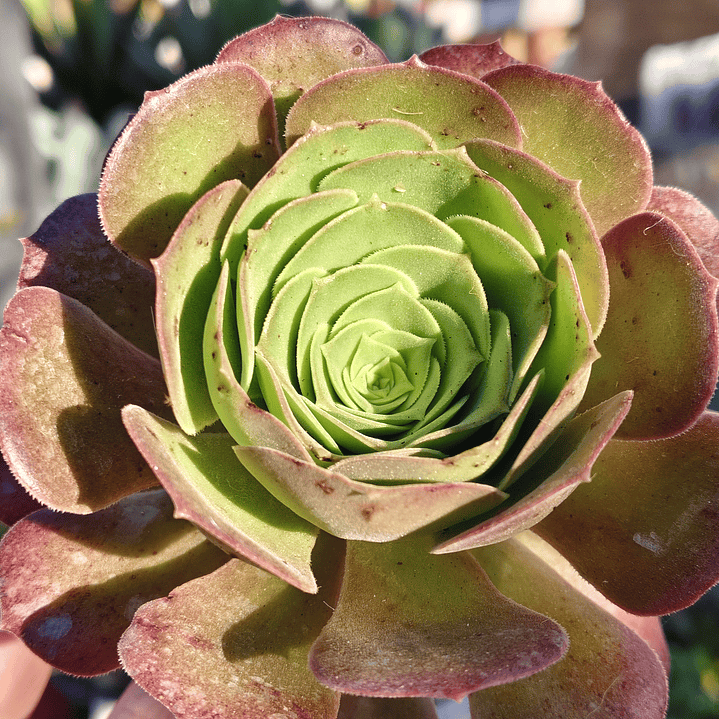 Aeonium Blushing Beauty 3