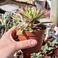 Aeonium Pink Daisy - Miniatura 2