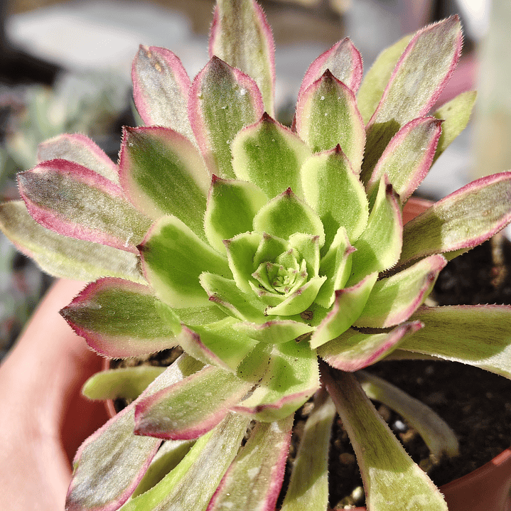 Aeonium Pink Daisy 3